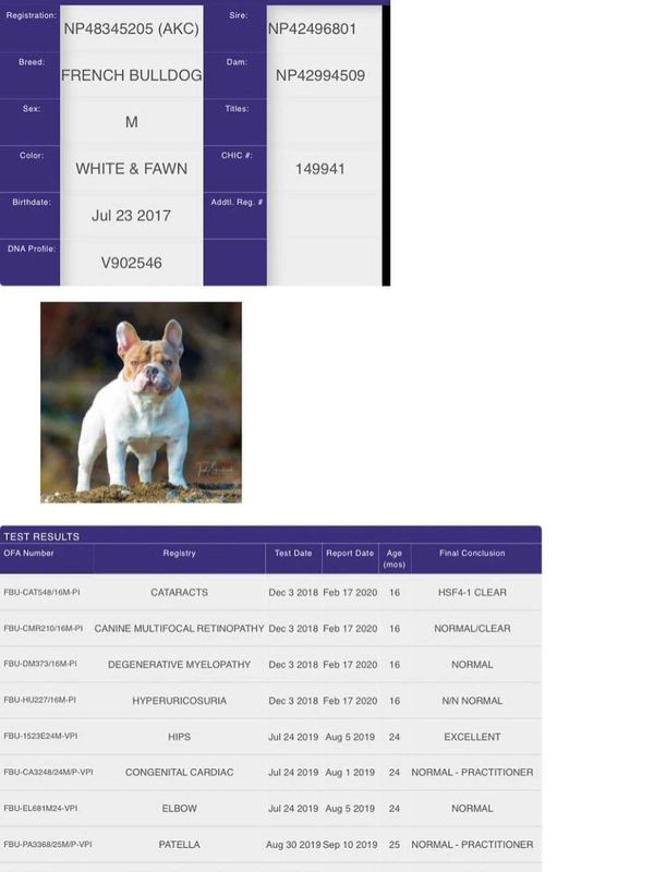 Ch. Lilac Haze Bendrix; OFA Certified Excellent Hips, AKC/ABKC/AMA Registered French Bulldog Stud