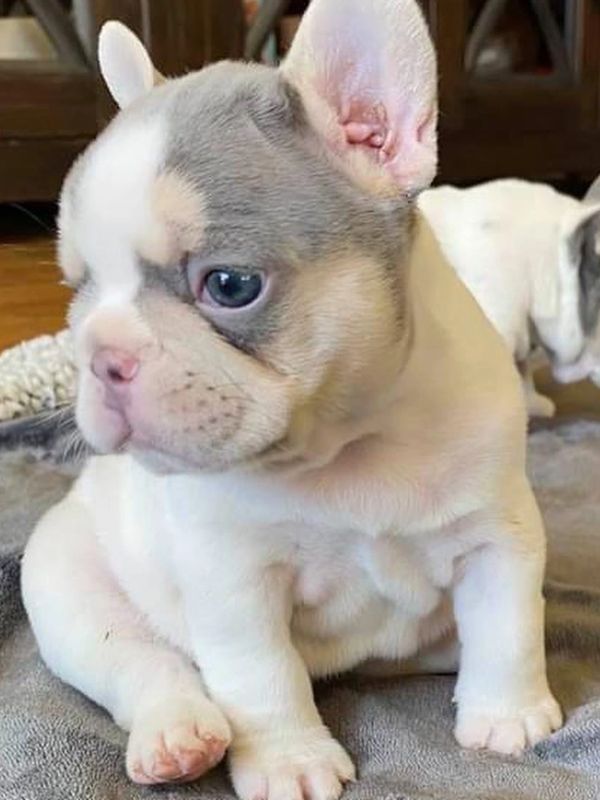 Lilac and Tan Pied French Bulldog Puppy