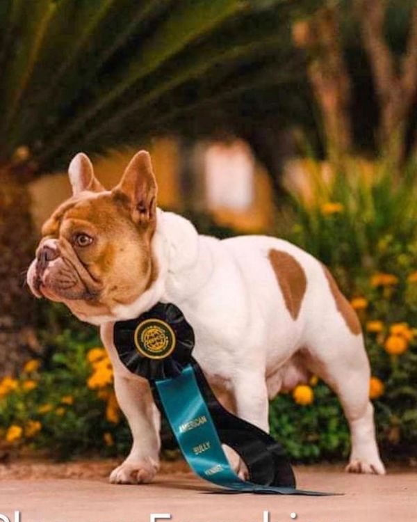 GrCH Lilac Haze Bendrix OFA CHIC #149941 EXCELLENT Hips