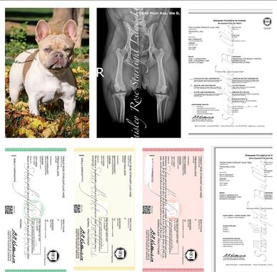 OFA NORMAL French Bulldog with GOOD hips. Health Tested Frenchies. Sired by GRCH Lilac Haze Bendrix.