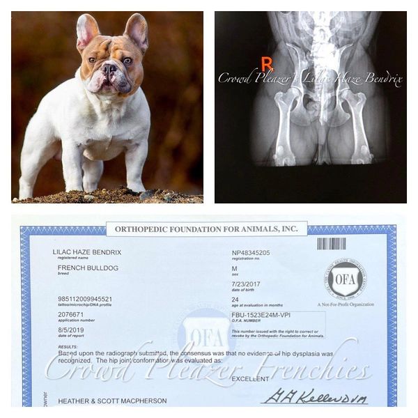 GRCH Lilac Haze Bendrix OFA CHIC #149941 EXCELLENT Hips