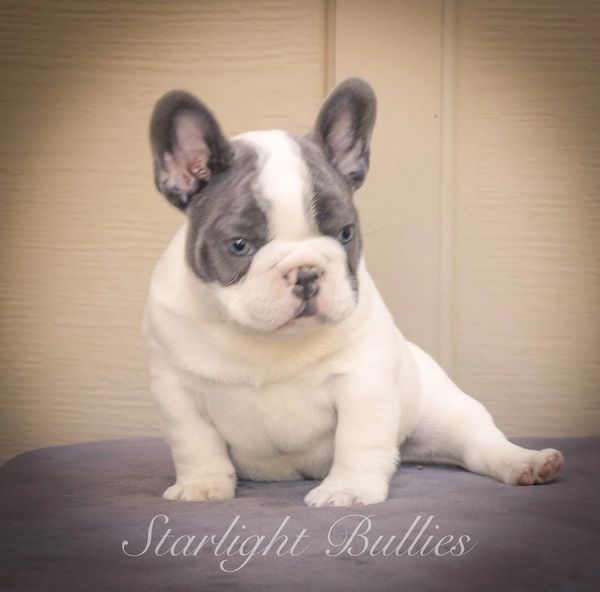 PIED French Bulldog puppy. Grandsire is  OFA CHIC EXCELLENT GRCH Lilac Haze Bendrix.
