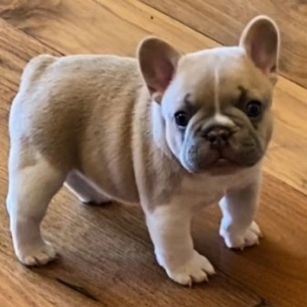Lilac Fawn Blanket Pied French Bulldog Puppy