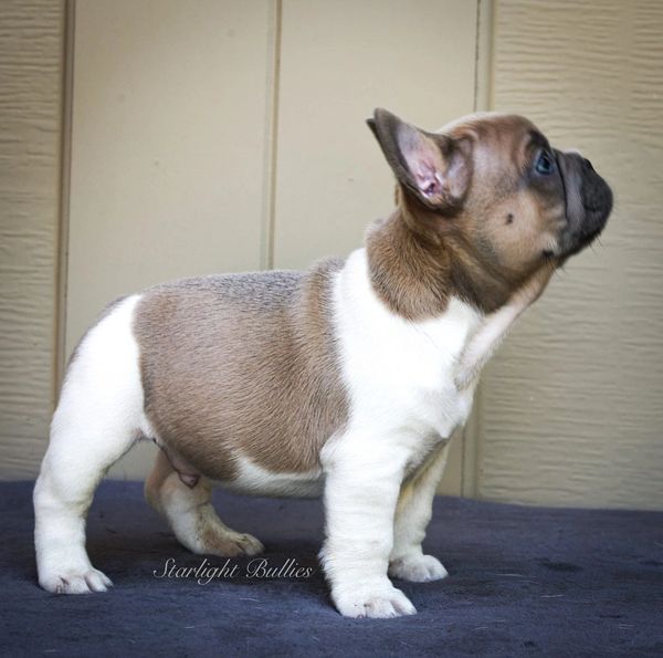 PIED French Bulldog puppy. Sire is   OFA CHIC EXCELLENT GRCH Lilac Haze Bendrix.