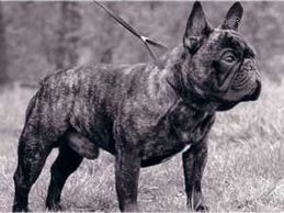 World Ch. Colonel Trusardi De La Parure