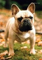 Int. Ch. Hanahause Bronzed Ossie