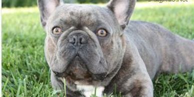 Brad's Bullies Micro Machine