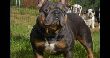 Once in a Blue Moon Iz Russko Skazki