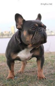 SHRINKABULLS A.T.S.R'S PRETTY BOY