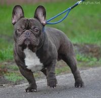 Marosmenti Csillag Dakota