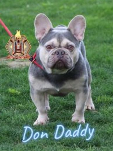 Don Daddy, sire of Abigail Buttercup.