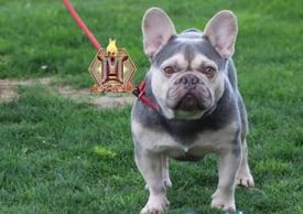 Don Daddy, sire of Abigail Buttercup.