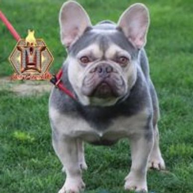 Don Daddy, sire of Abigail Buttercup.