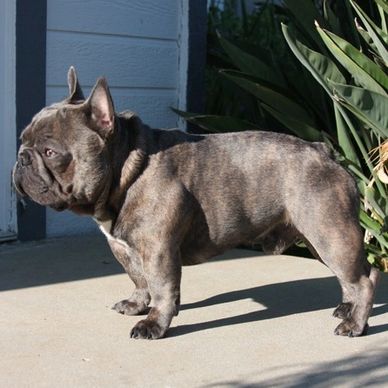 Brad's Bullies Micro Machine