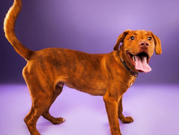Happy brown dog with tongue out against a purple background.