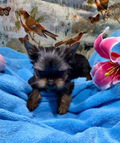 Tiny teacup micro Yorkie puppy north of knoxville TN ship to new york rhode island new hampshire
