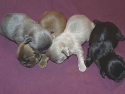 Shih Tzu puppies for sale imperial teacup puppy yorkshire terrier and aussiedoodles also