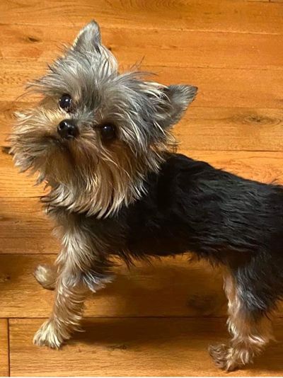 Yorkshire Terrier Yorkie puppy NV NH NJ NM NY NC ND OH OK OR PA RI SC SD TN TX UT VT VA WA WV WI WY