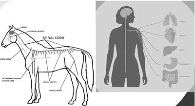 Comparison of nervous systems in a horse and a human with labeled nerves and organs.