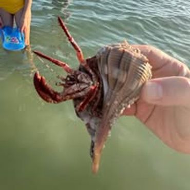 A person holding a hermit crab with an elongated shell near the water.