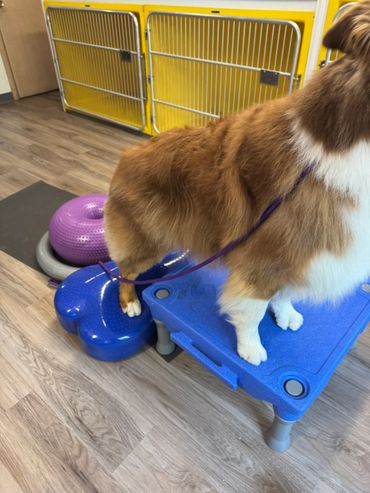 A brown and white dog standing on a blue platform with one paw on a blue bone-shaped balance disc.