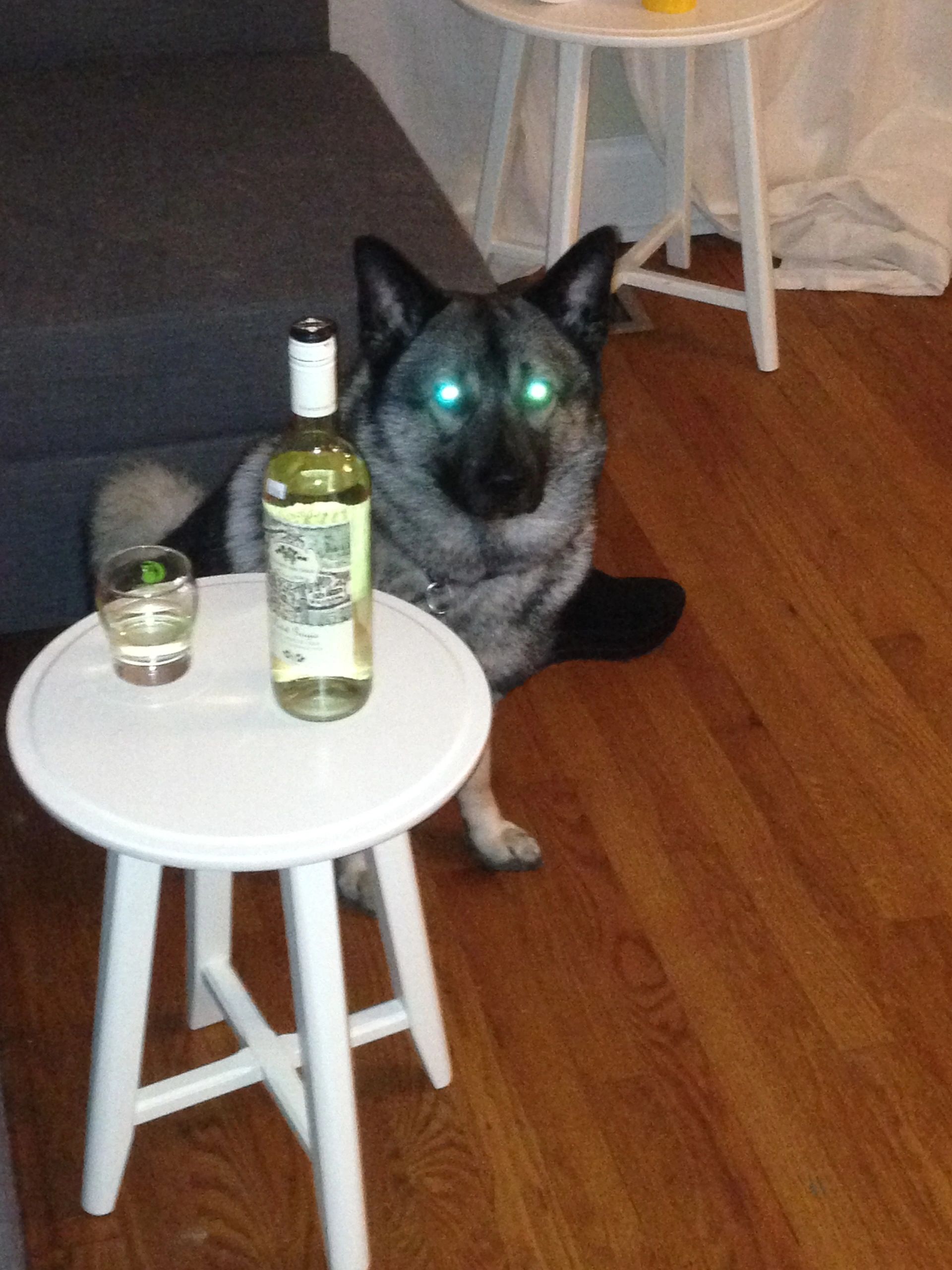 Norwegian elkhound sipping akevitt.