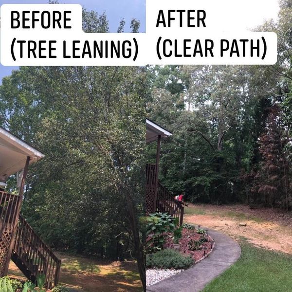 Before and after tree removal