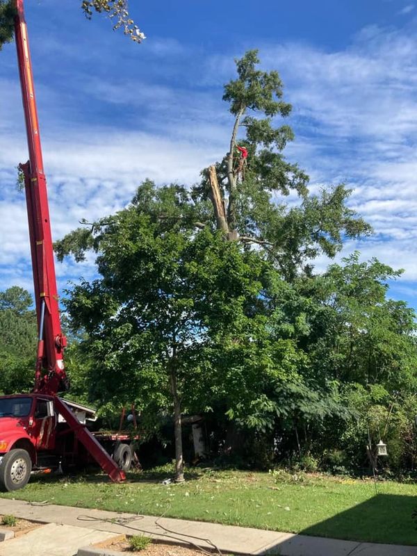 Tree removal of a huge tree.