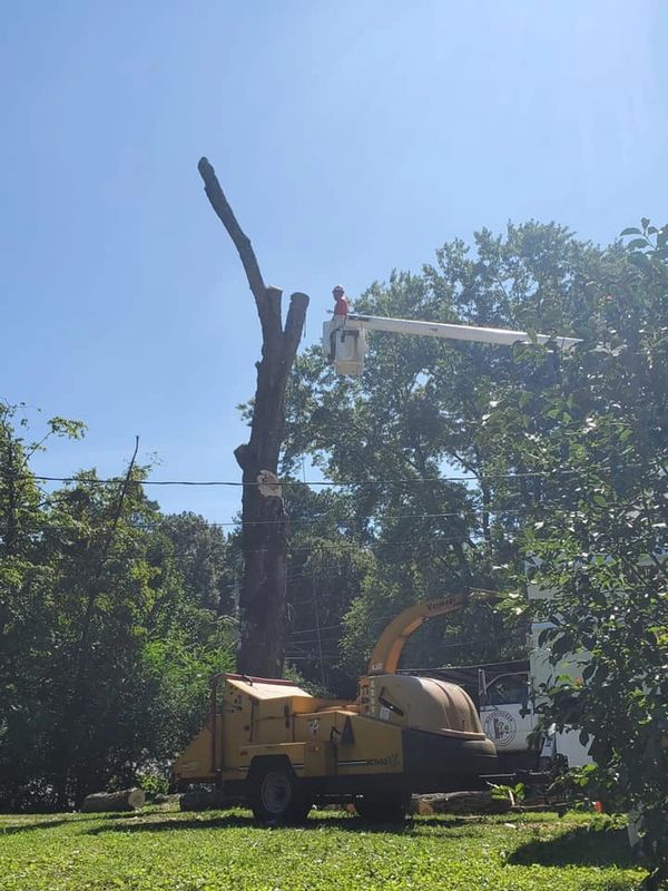 Bucket truck tree removal