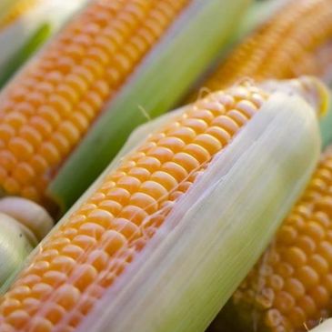 Corn GMO and NON GMO