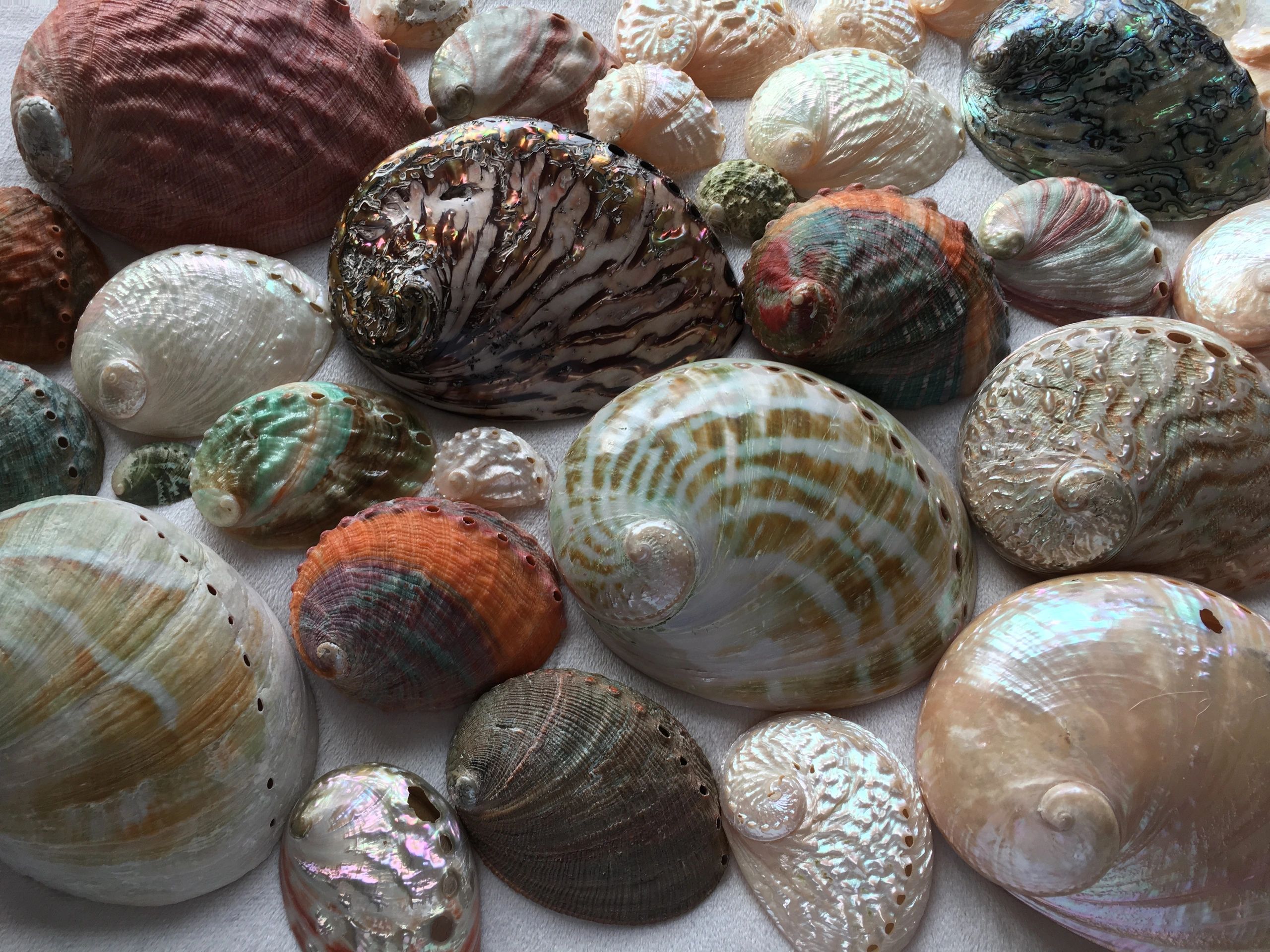 Seashell Healing - Seashell Meanings, Seashell Reiki