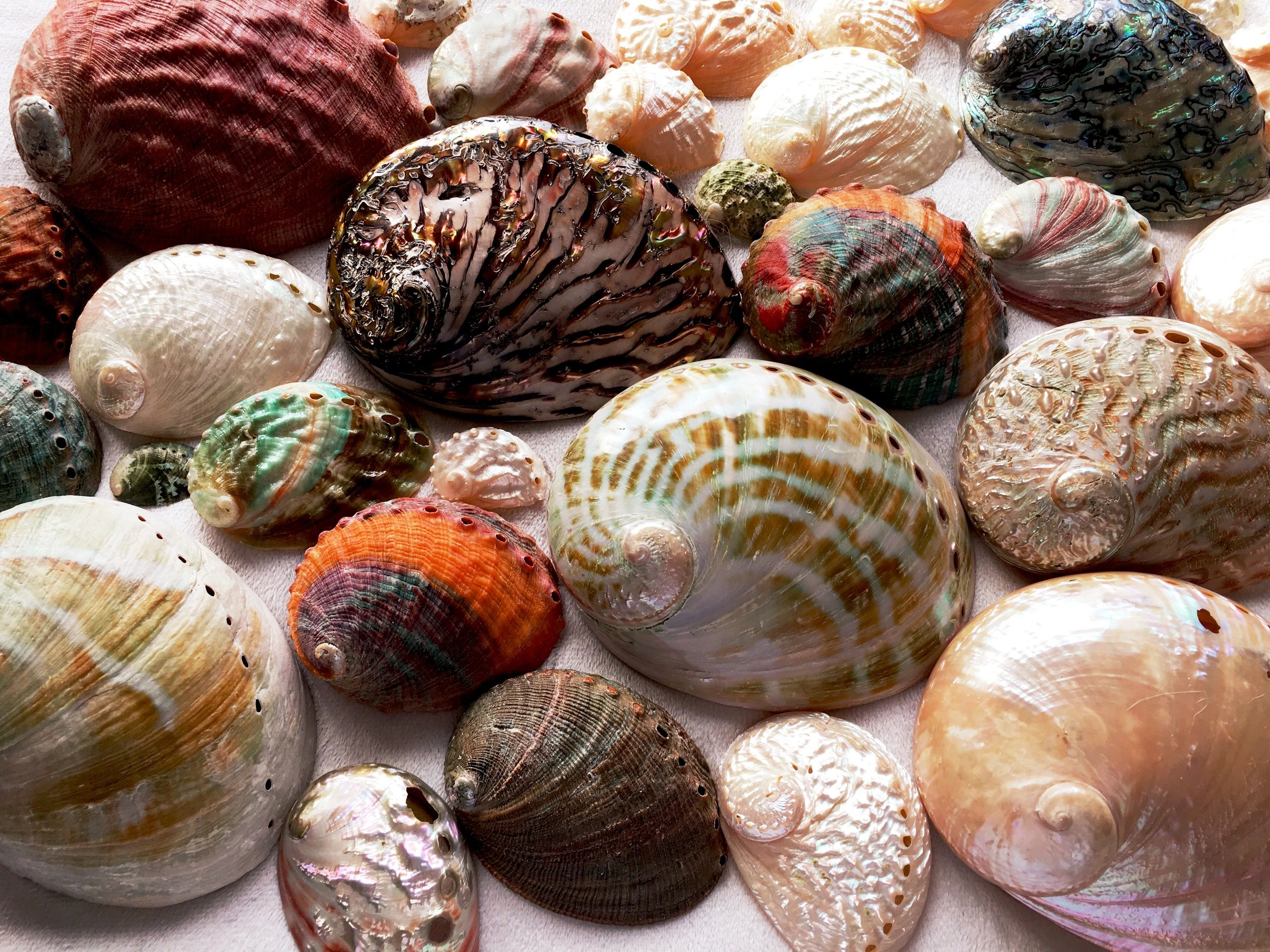 Abalone Seashells
