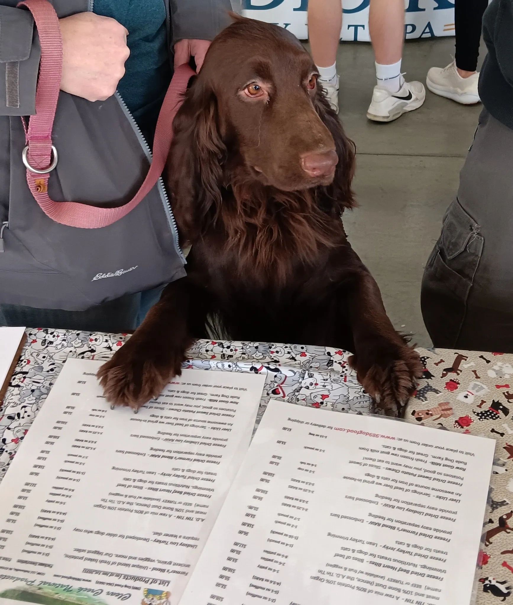 Liver colored field spaniel with it's front paws on a table "looking" at a menu to order dogfood at