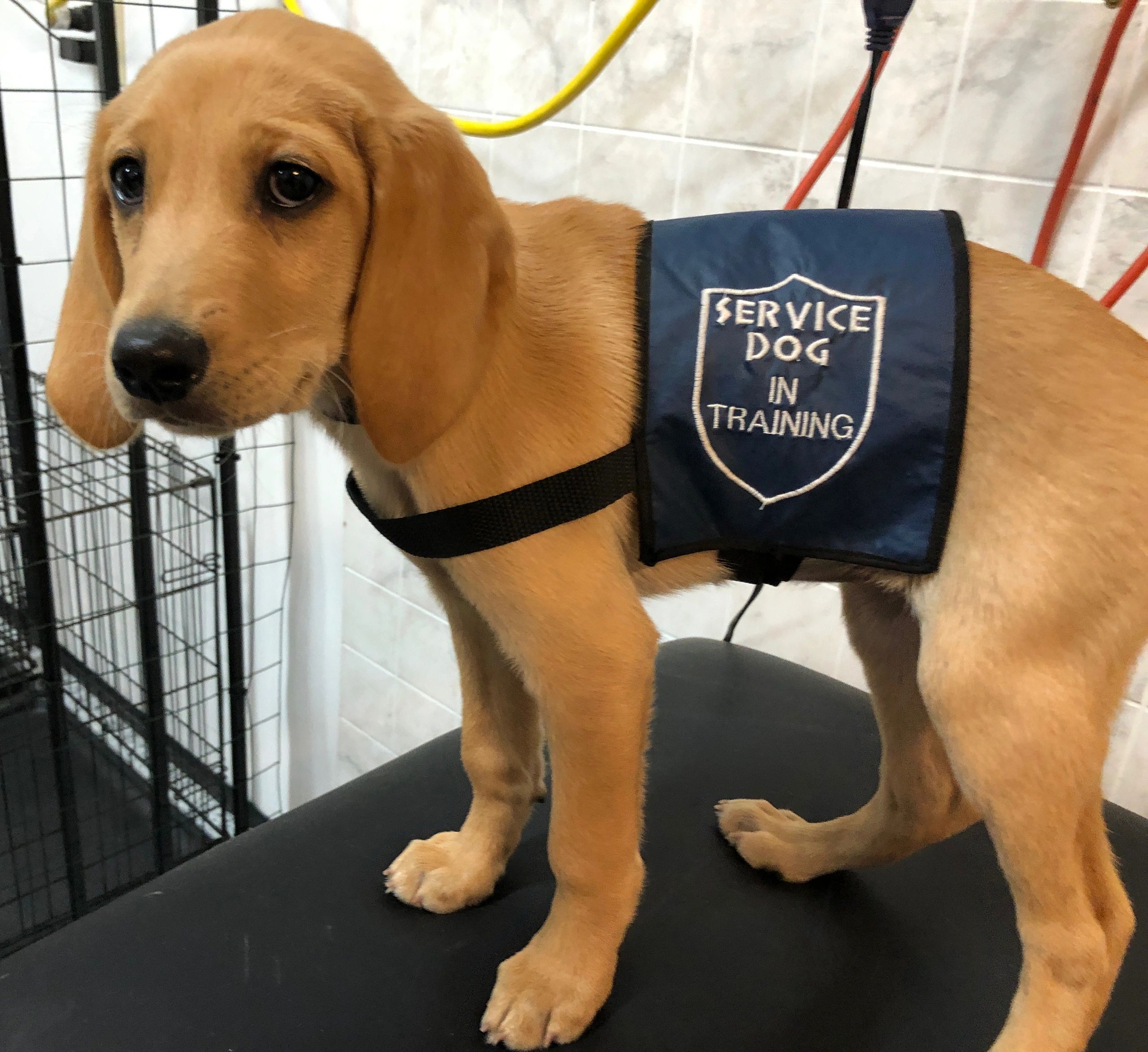 SERVICE DOG WOUNDED VETERAN