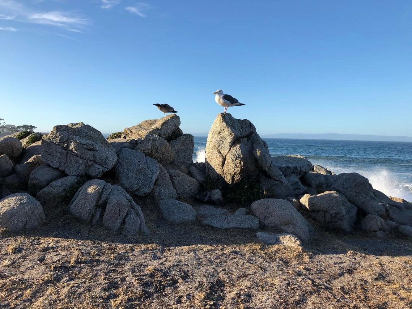 Two birds standing atop rocks, with waves crashing in the background
