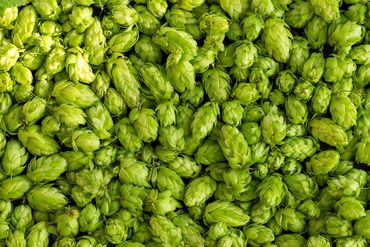Hops