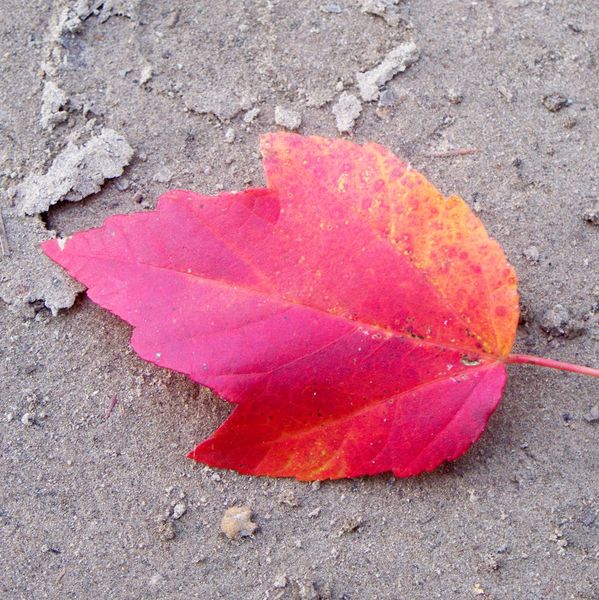 Logo-Autumn Leaf