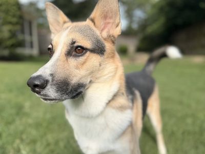 Close-up of a shepherd dog outdoors.