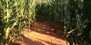 The edges of the corn are cut off making the paths wide so you can walk  side by side. 