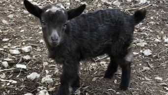 Moonspotted Nigerian Dwarf buckling