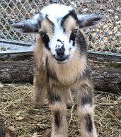 Polled Nigerian Dwarf buckling