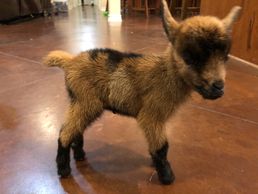 Nigerian dwarf Moonspotted doe