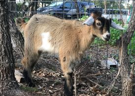 Kinder goat buckling