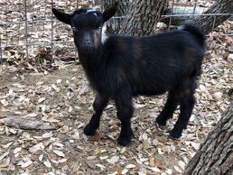 Moonspotted Nigerian dwarf buckling