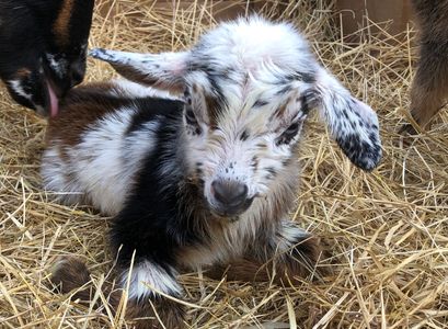 Pet Nigerian Dwarf baby goat