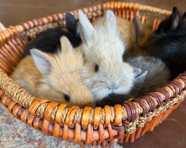 Group of multi colored Lionhead baby rabbits