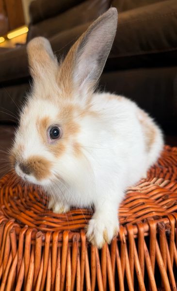 Lionhead lop broken orange