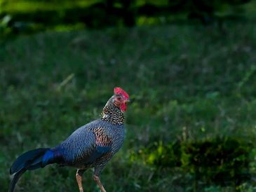 A colorful bird standing on grass.