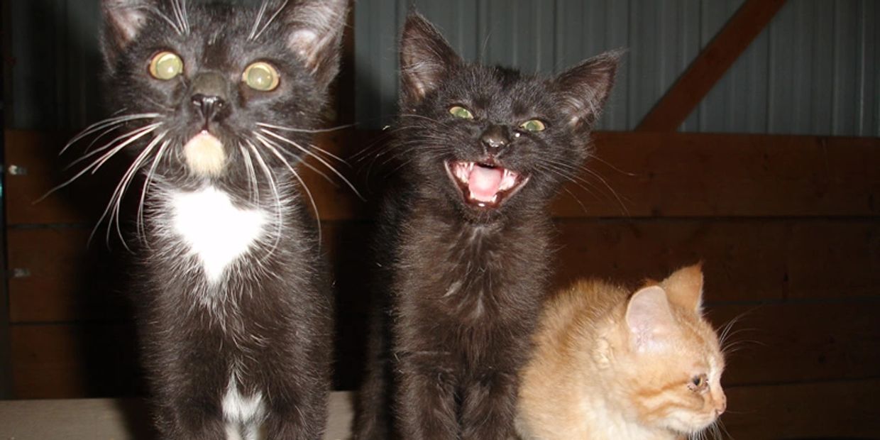 3 kittens meowing