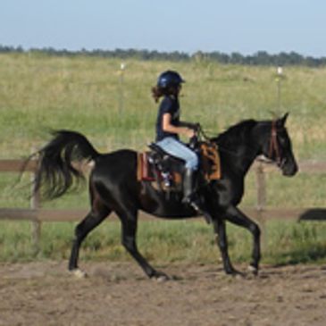 Horse training and riding lessons